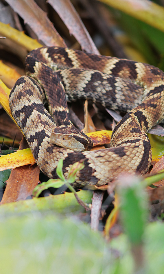 Jararaca dormindo ao lado da trilha da Cachoeira do Paquetá em Ilhabela