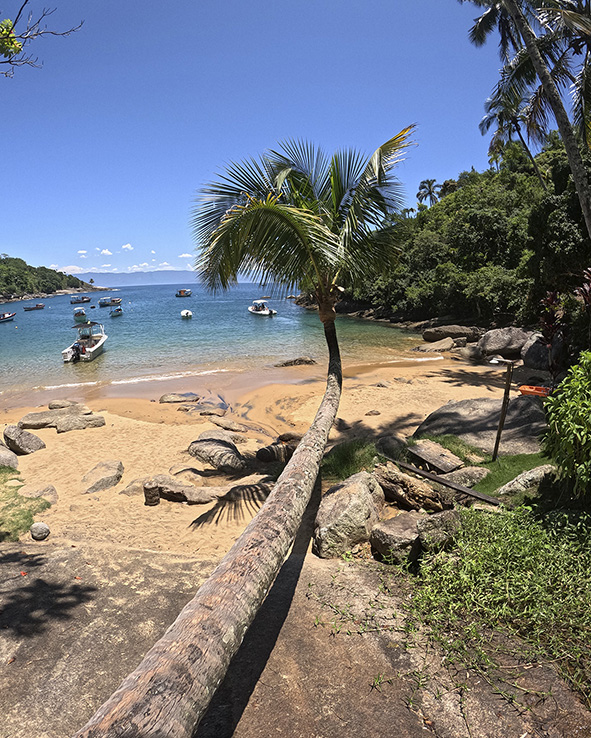 Coqueiro inclinado na praia da Fome em Ilhabela com mar e céu azul