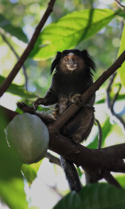 Macaco Sagui se alimentando em cima da árvore na trilha da Cachoeira do Paquetá em Ilhabela