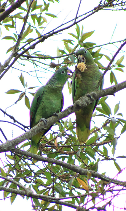 dois papagaios se alimentando em cima da arvore na trilha da Cachoeira do Paquetá em Ilhabela