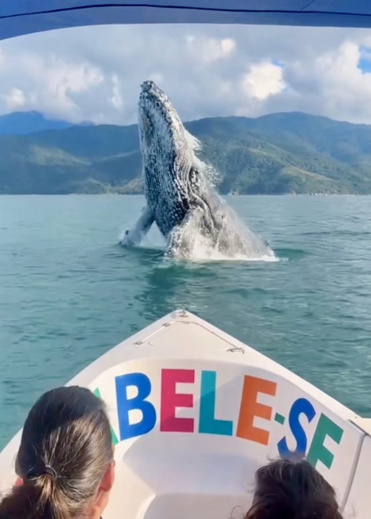 Baleia saltando para fora d'água em frente o barco