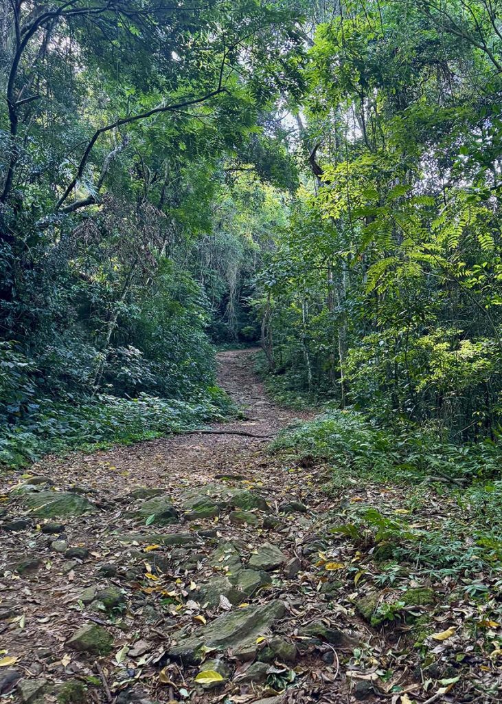 trilha do Bonete Ilhabela
